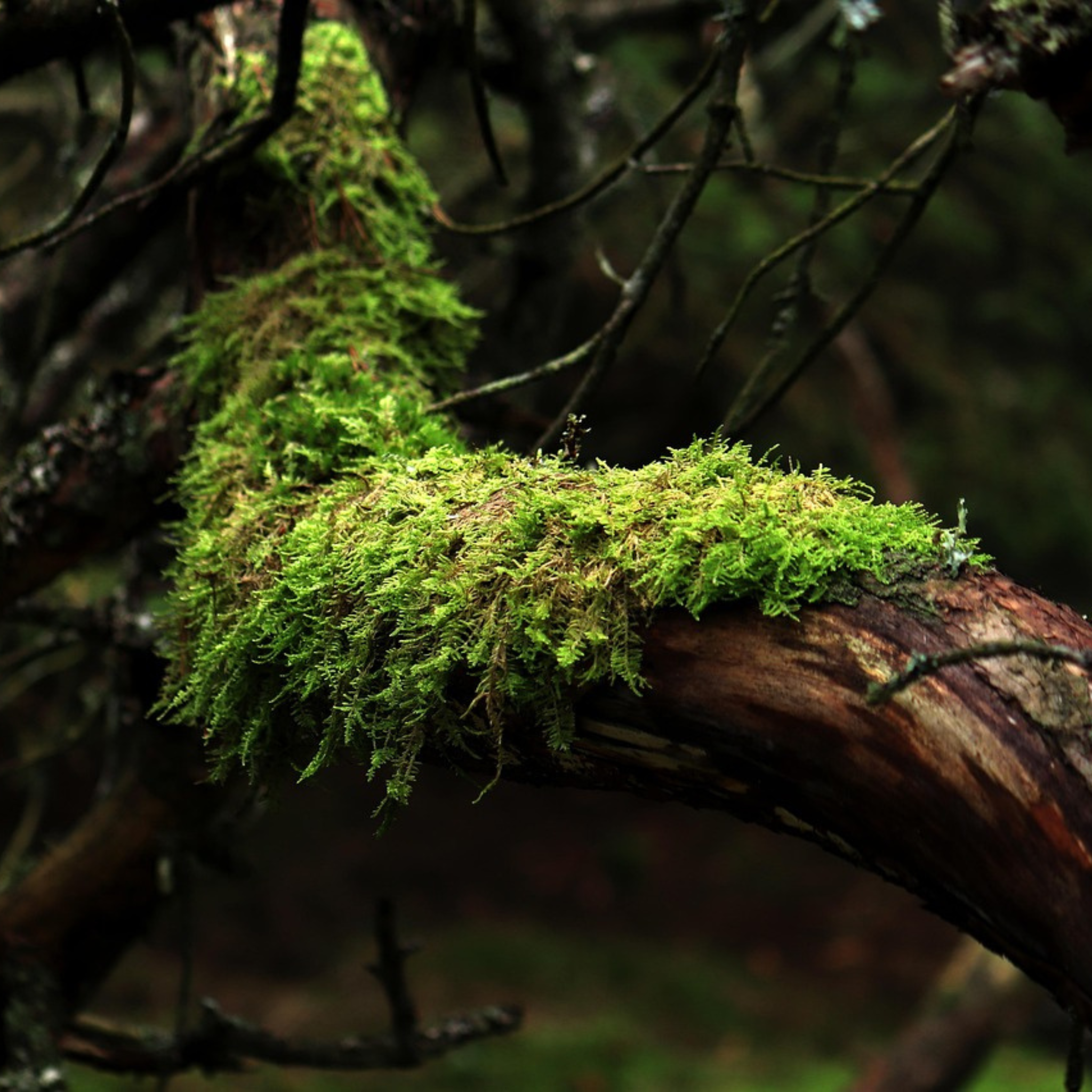 Oakmoss Fragrance Oil (PF)