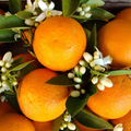 Orange Blossom Fragrance Oil (PF)