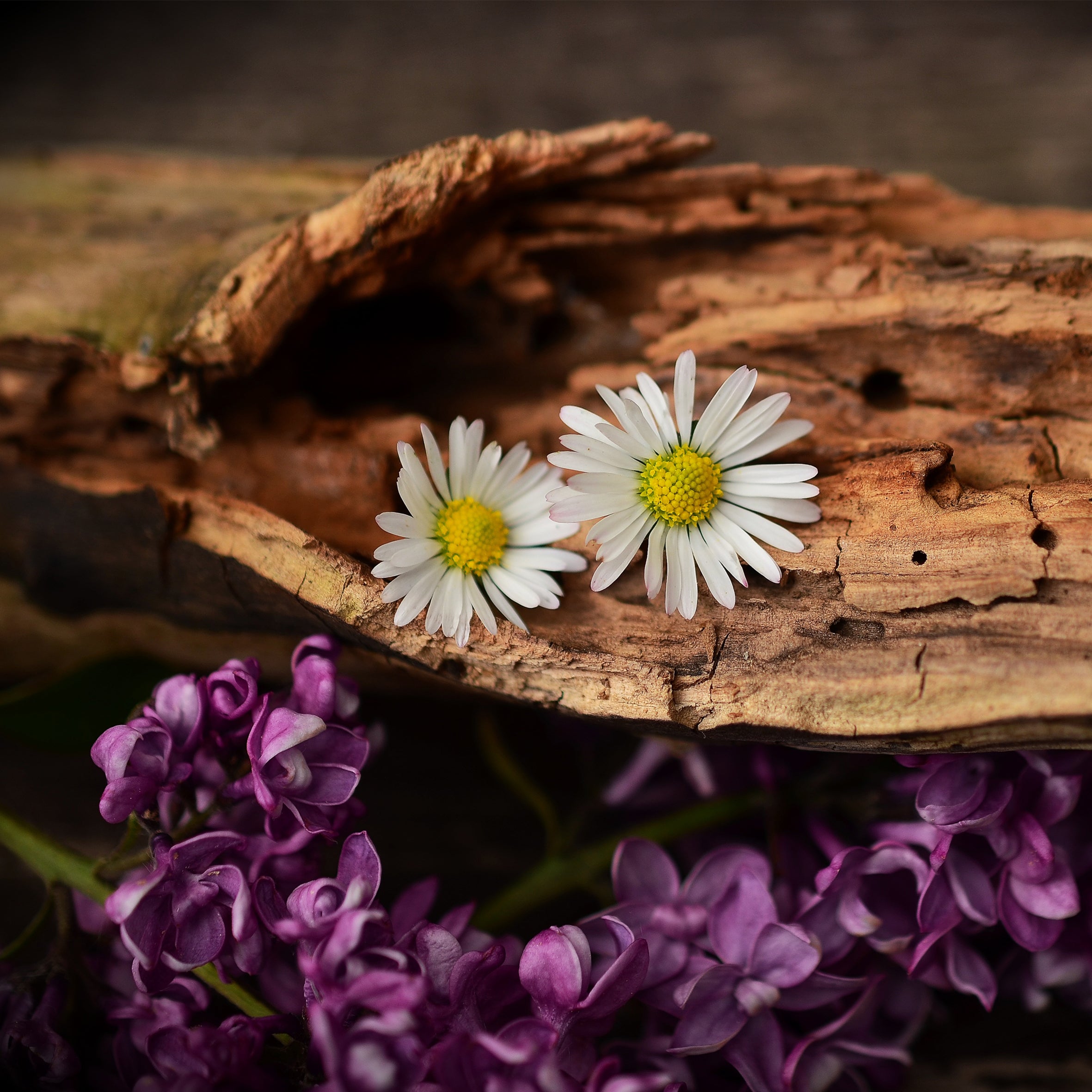 Oud Fragrance Oil (PF)