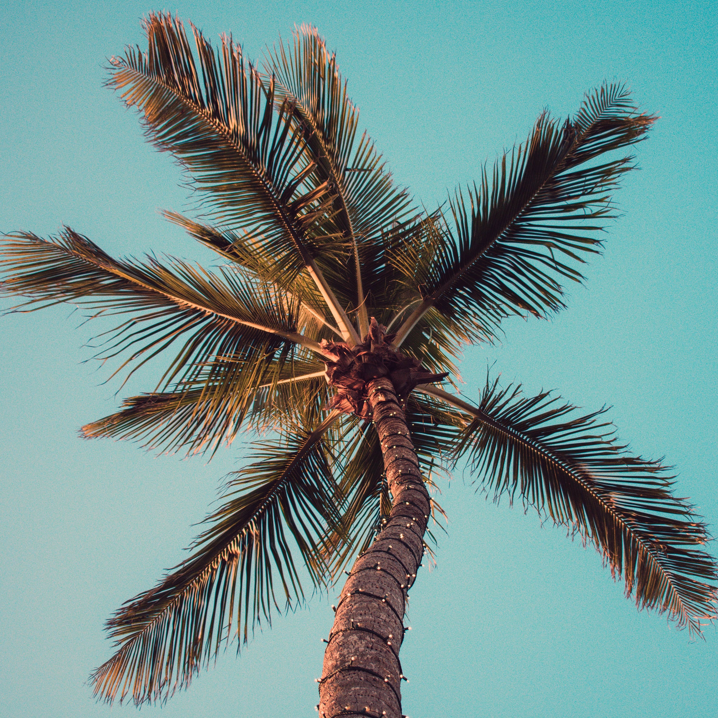 Palm Tree Fragrance Oil (PF)