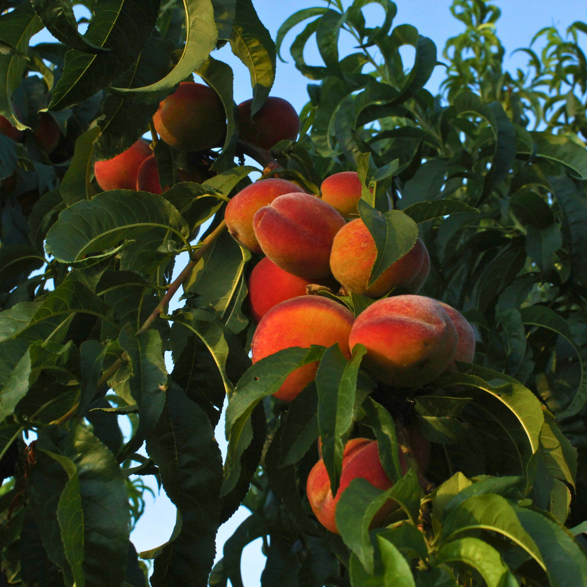 Peach Nectar Monoi Fragrance Oil (PF)