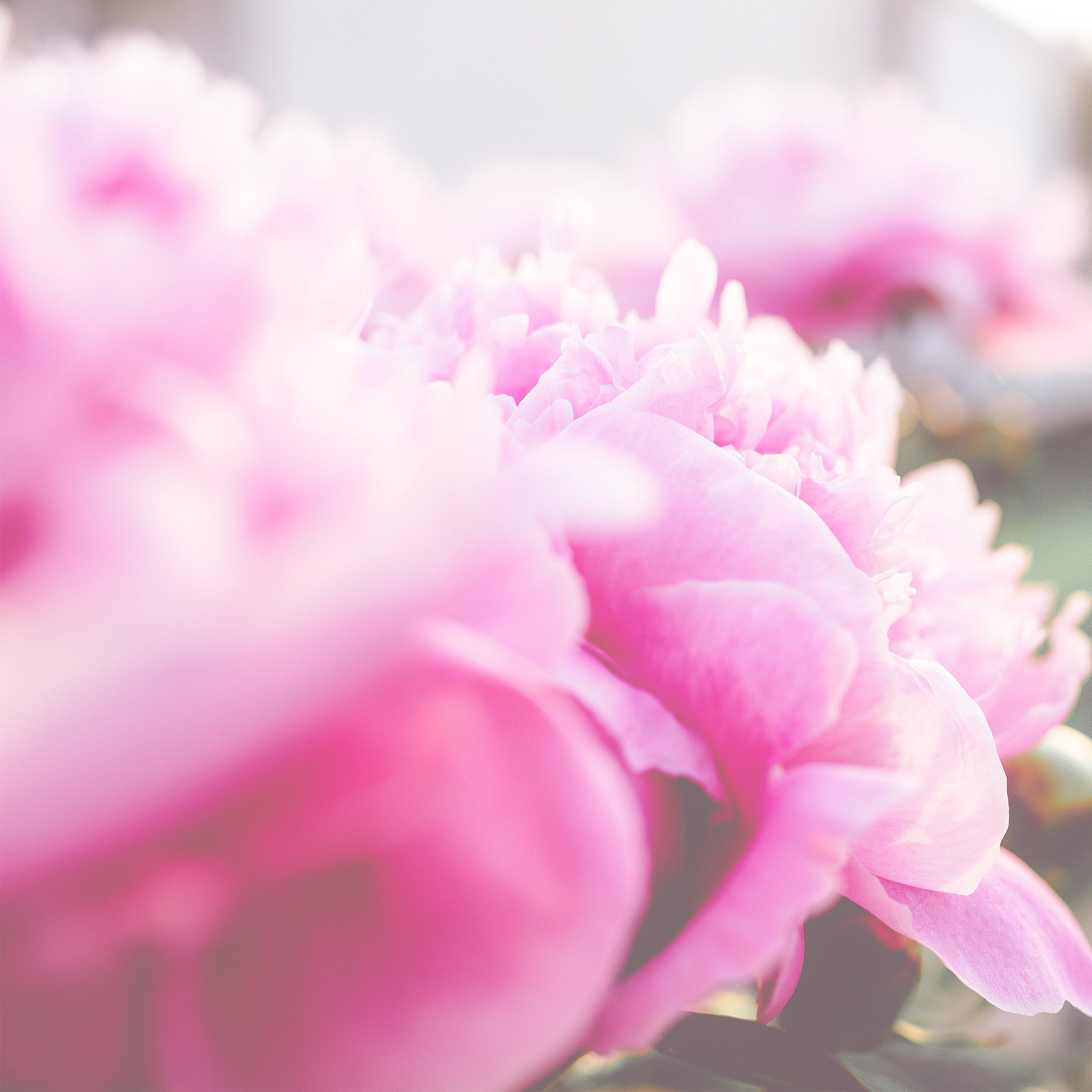 Peony Fragrance Oil (PF)