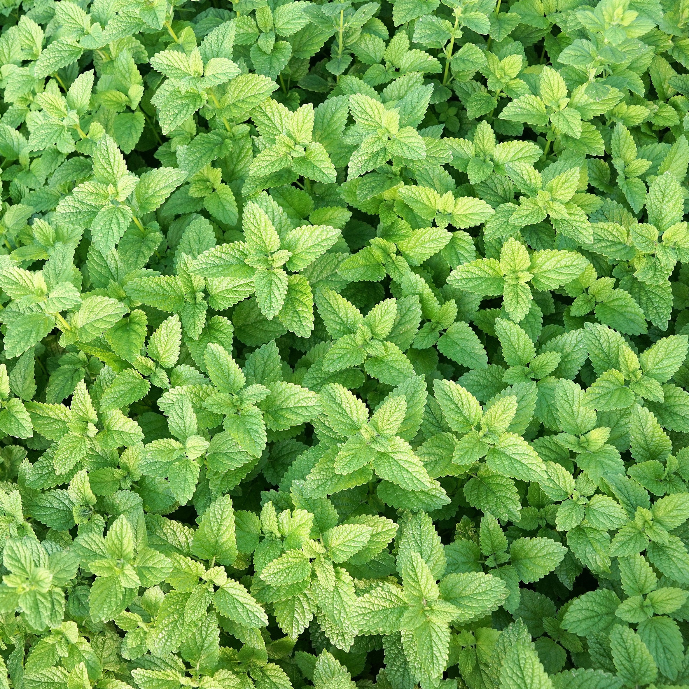 Peppermint Fragrance Oil