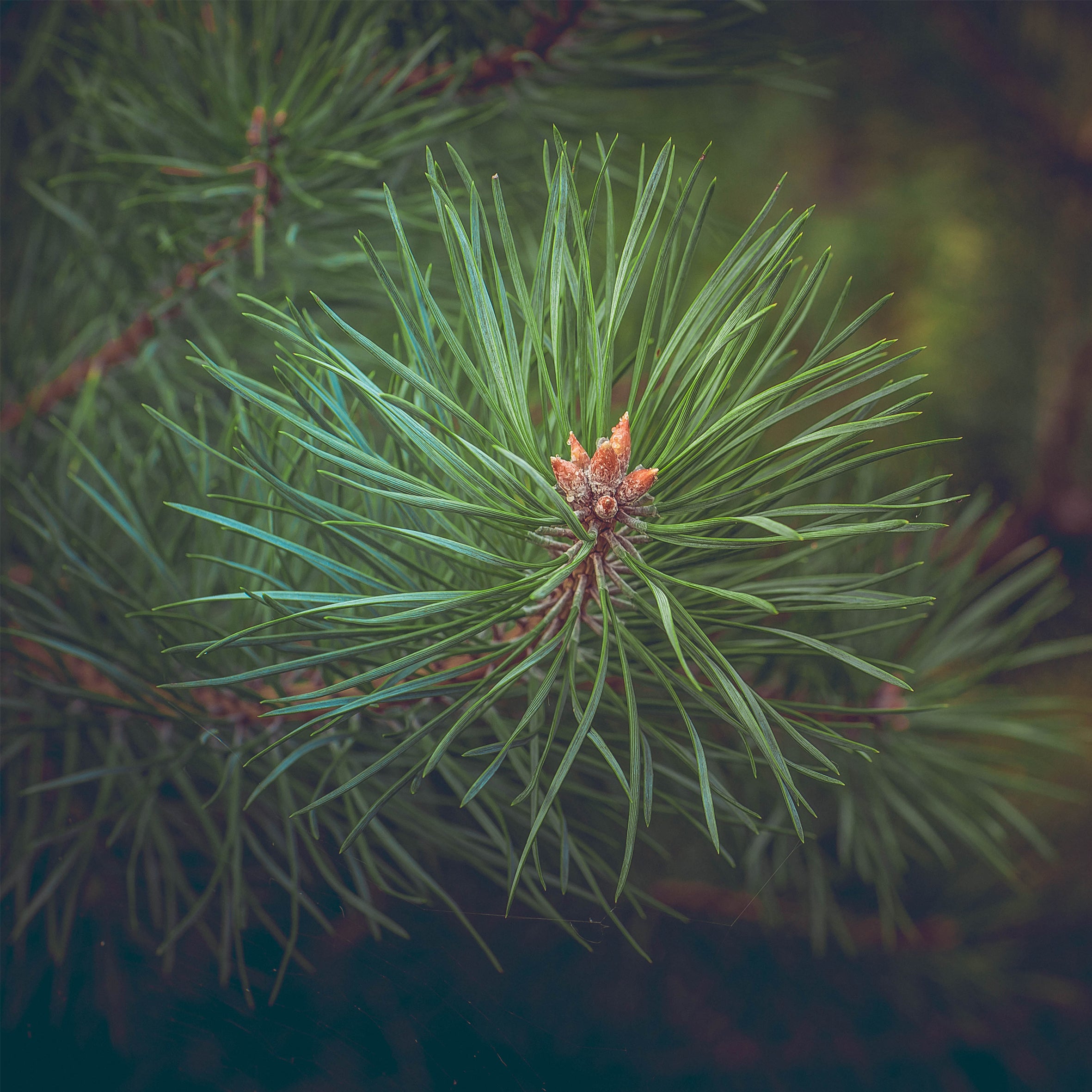 Pine Needles Fragrance Oil