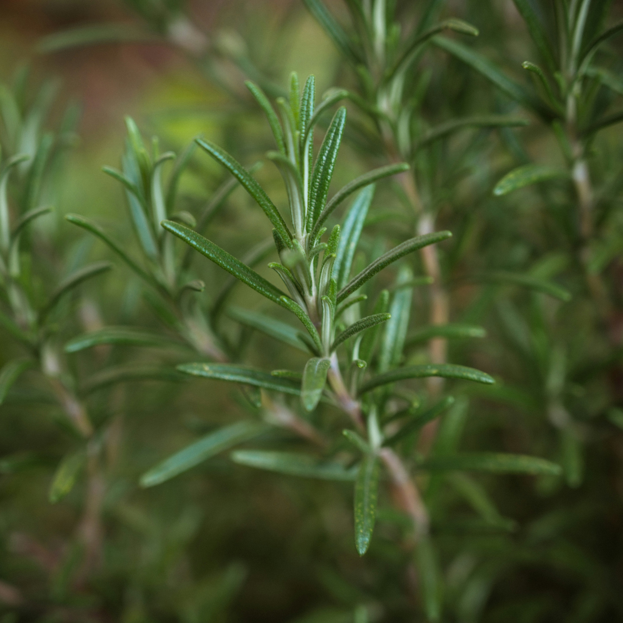 Rosemary Fragrance Oil
