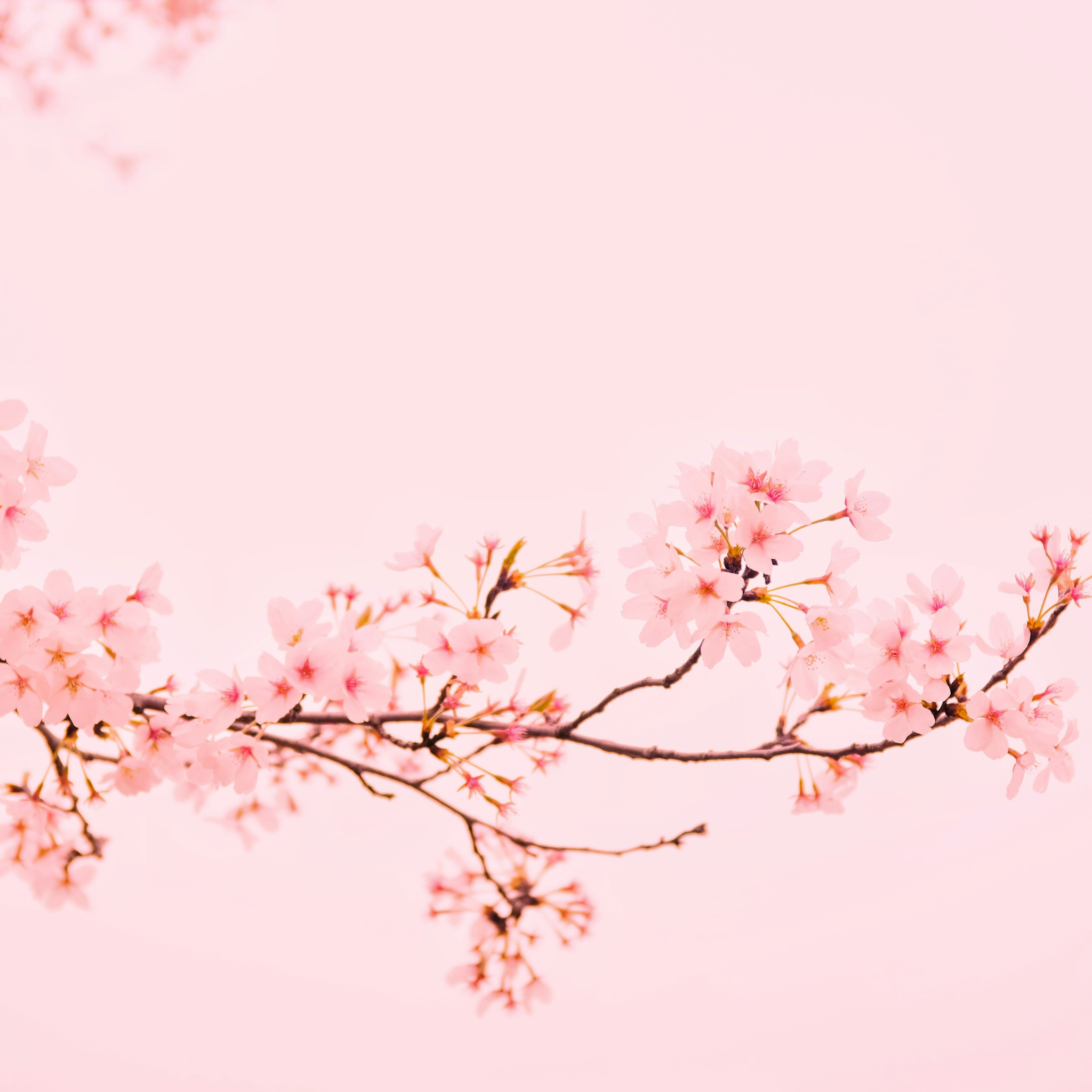 Sakura joy Fragrance Oil (PF)