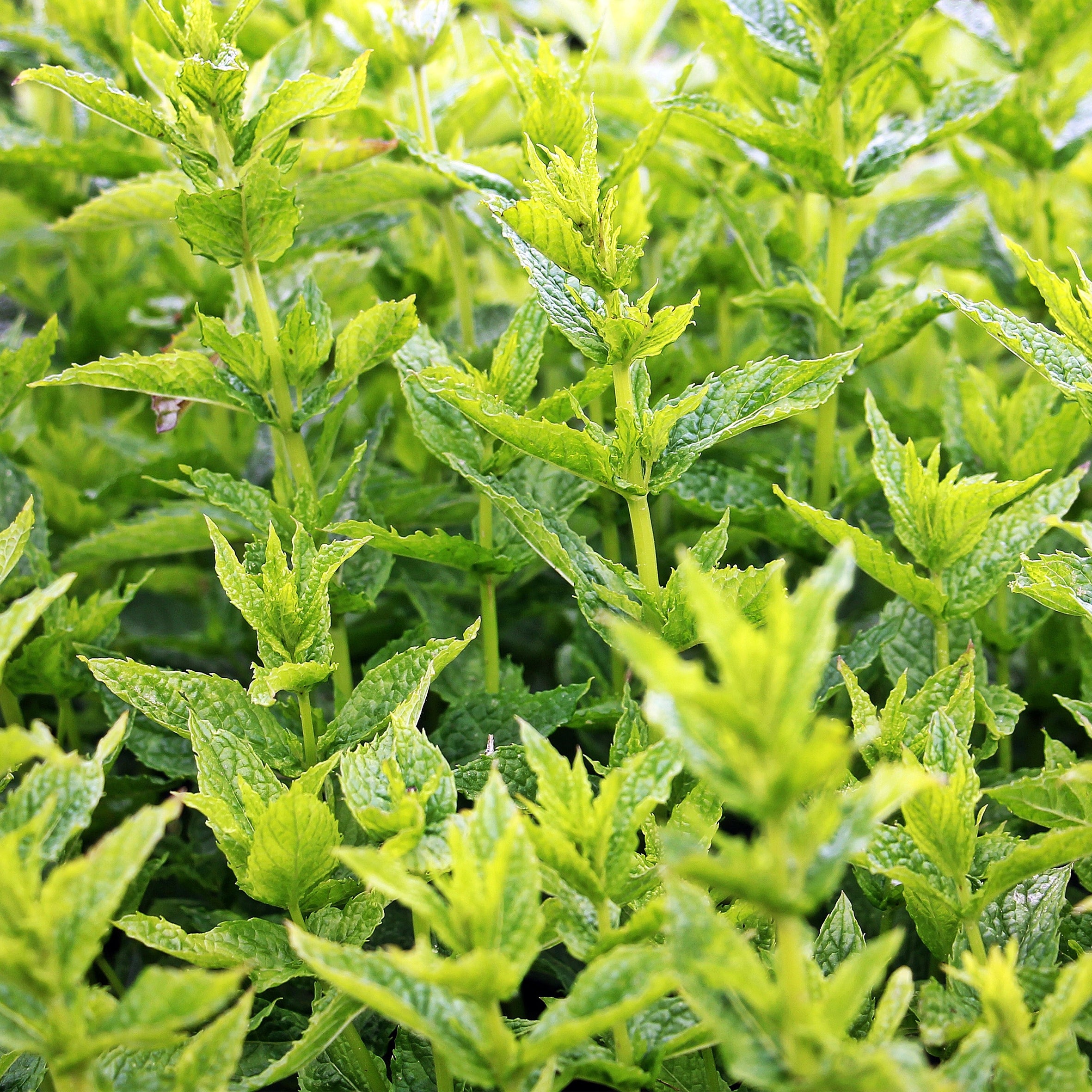 Spearmint Fragrance Oil