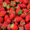 Summer Strawberry Fragrance Oil (PF)
