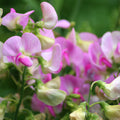 Sweet Pea Fragrance Oil (PF)