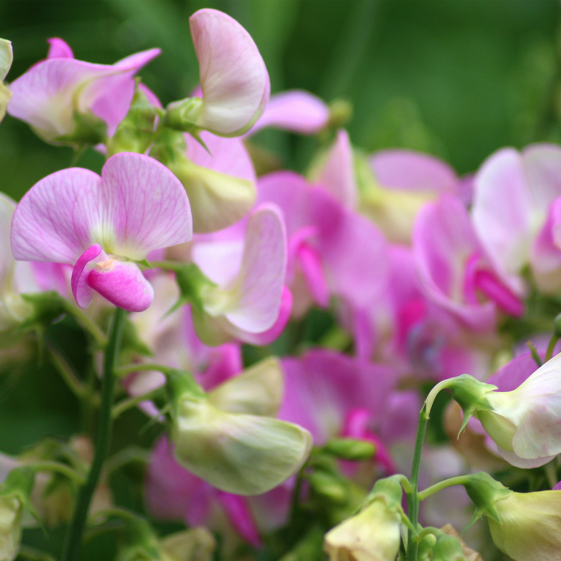 Sweet Pea Fragrance Oil (PF)