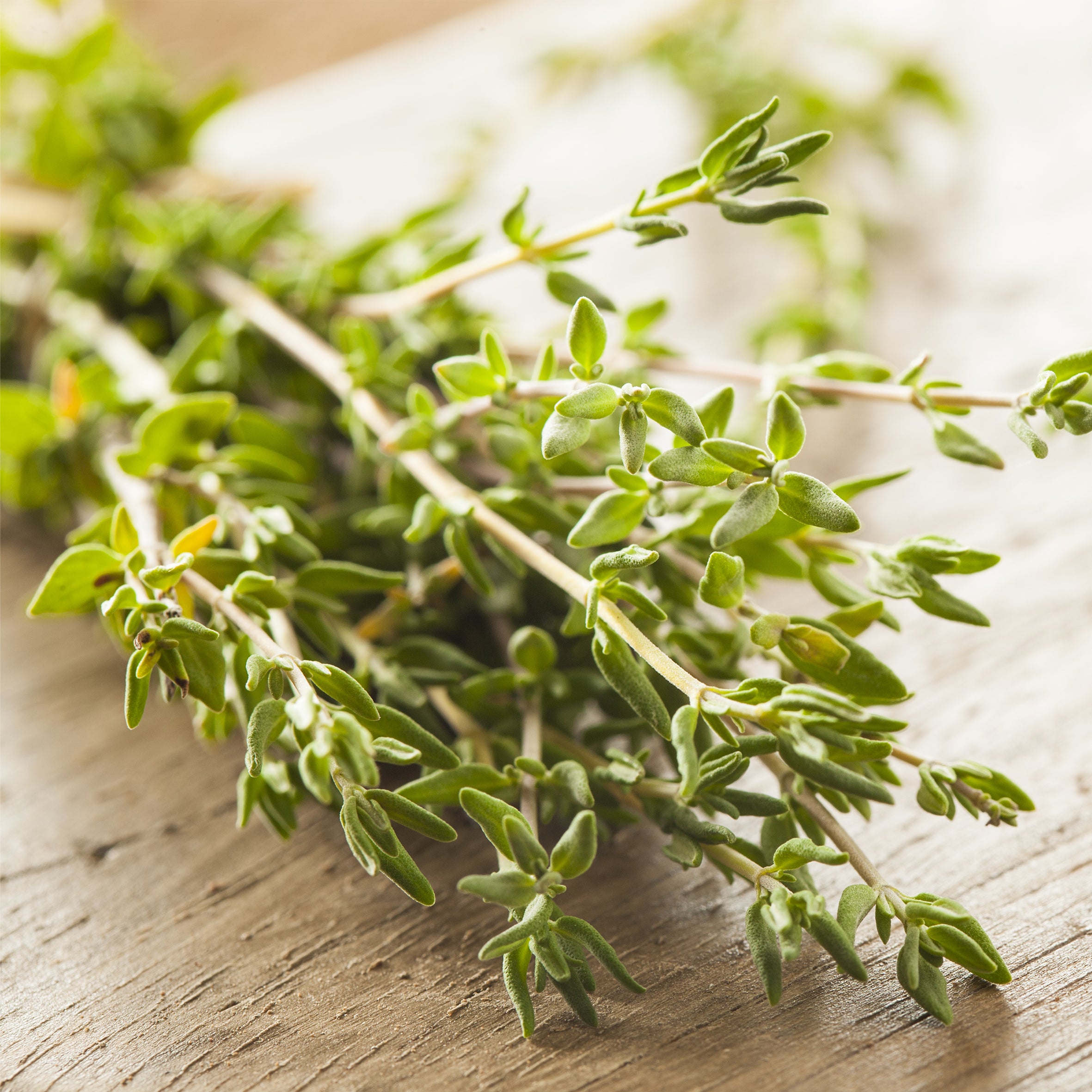 Thyme Fragrance Oil