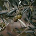 Tuscan Olive Fragrance Oil (PF)