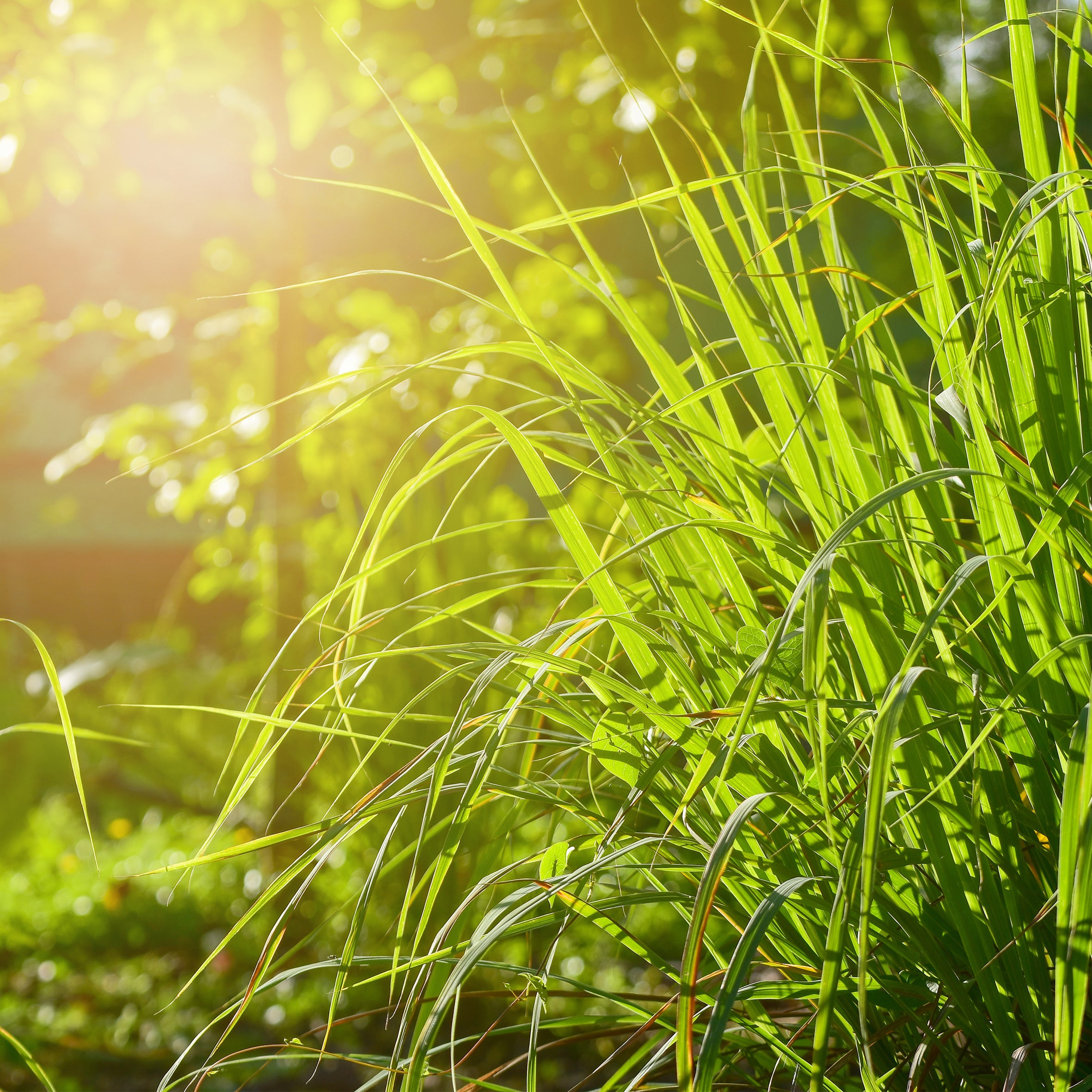 Vetiver Fragrance Oil
