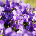 Violets Fragrance Oil