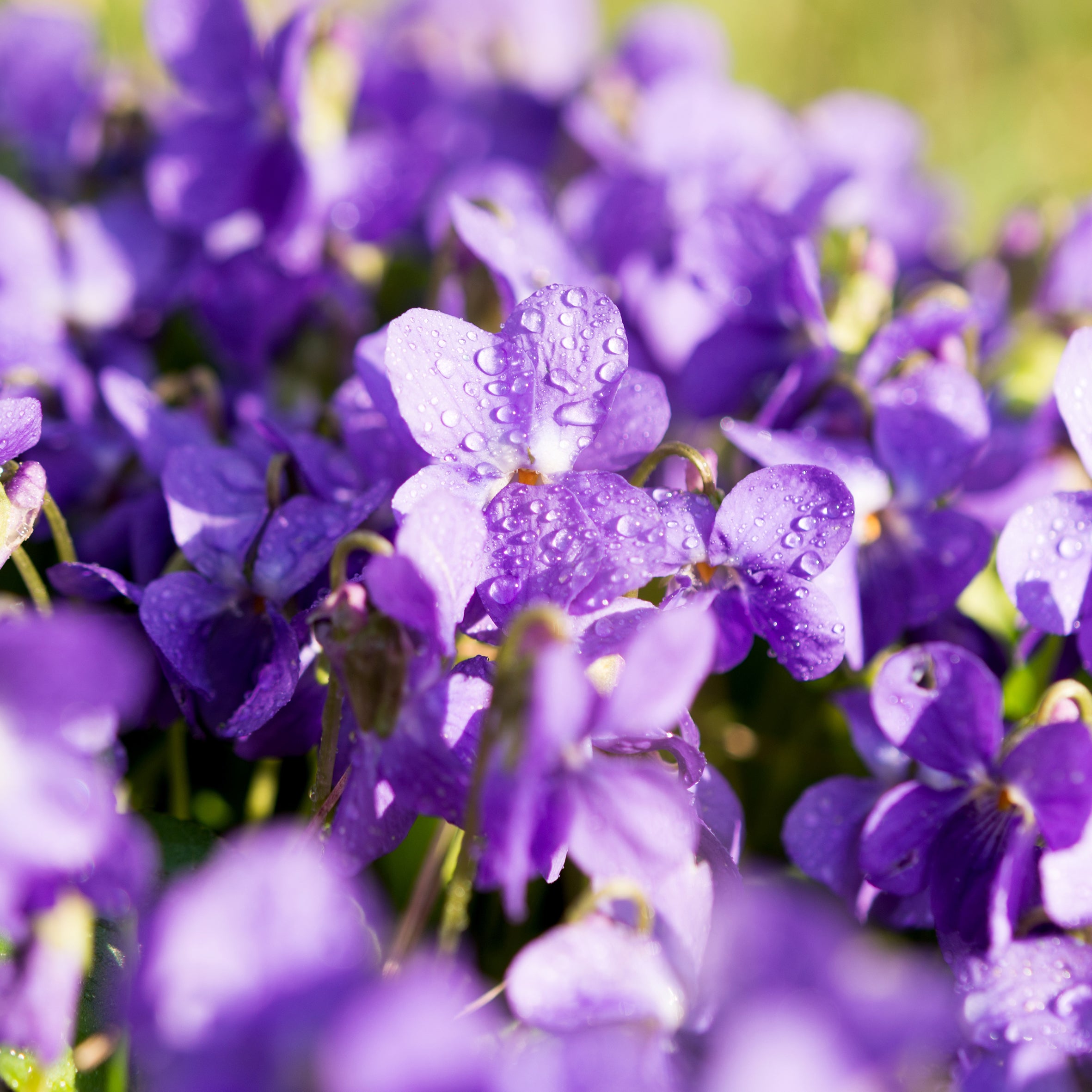 Violets Fragrance Oil