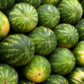 Watermelon Fragrance Oil (PF)