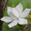 White Gardenia Fragrance Oil (PF)