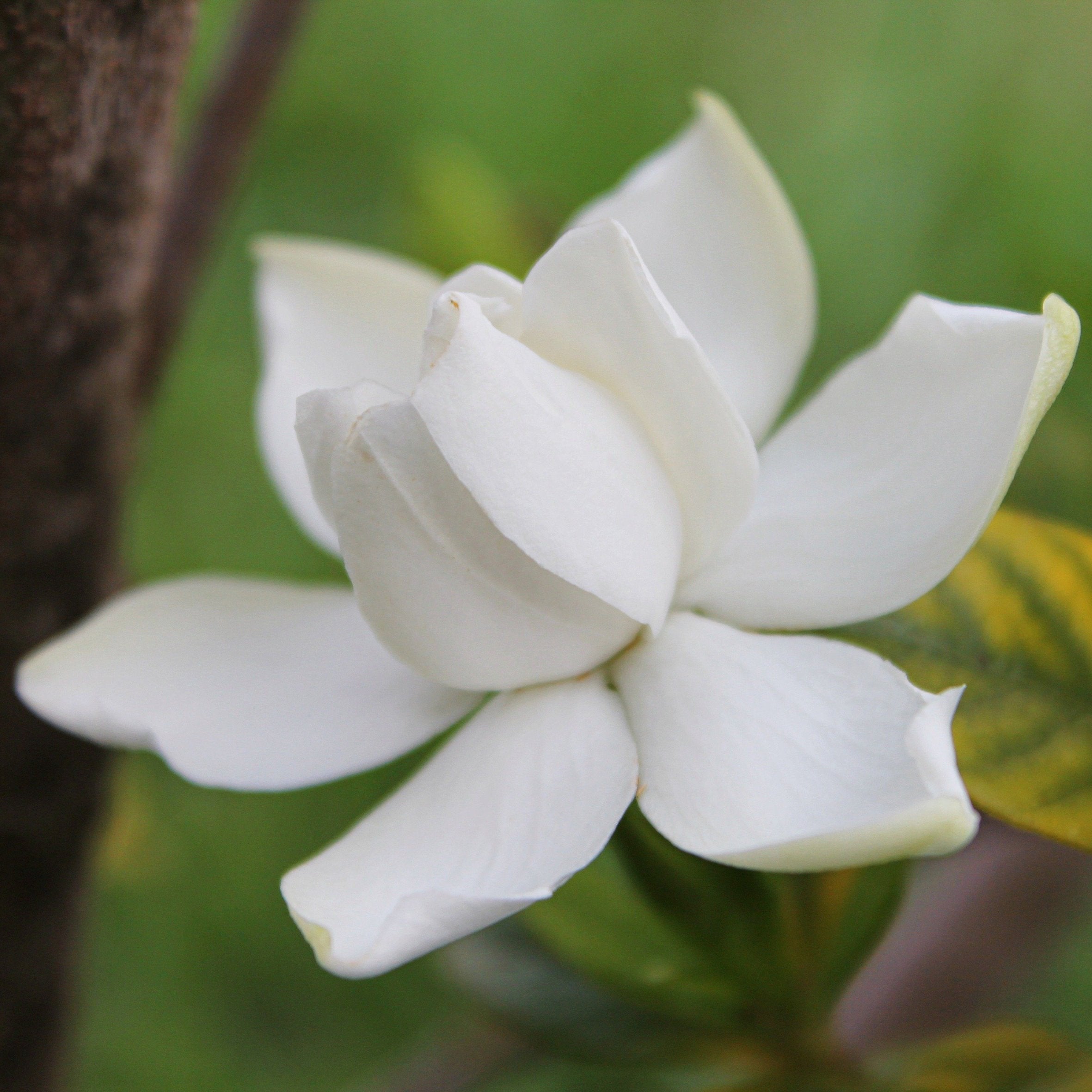 White Gardenia Fragrance Oil (PF)