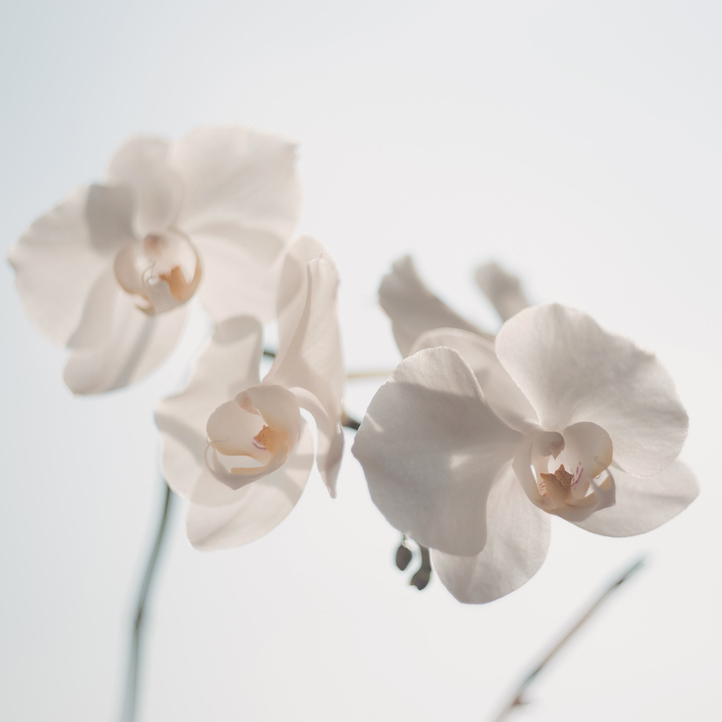 White Musk Fragrance Oil (PF)