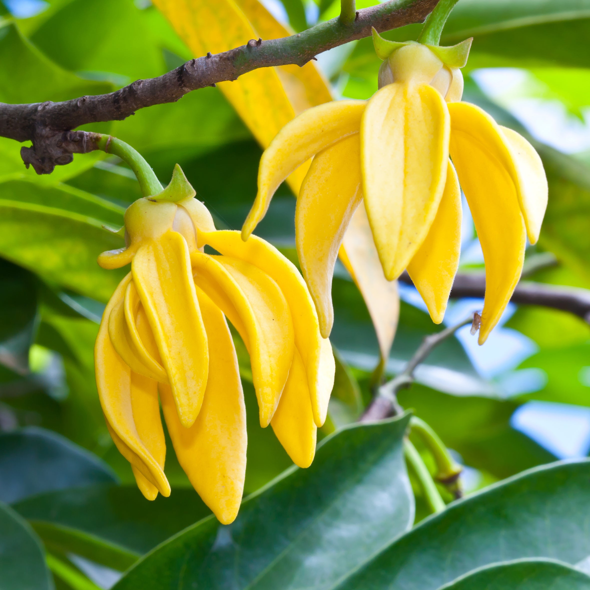 Ylang Ylang Fragrance Oil